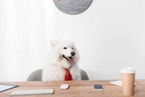 Romanian B1 animal families presented through a cute furry samoyed dog in necktie looking away while sitting at workplace