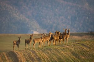 Learn Romanian wild animals vocabulary, describing a group of Red deers, cervus elaphus, herd standing on grassland in spring nature. Group of hinds observing on green hill in springtime. Many brown female animals watching on field in morning light.