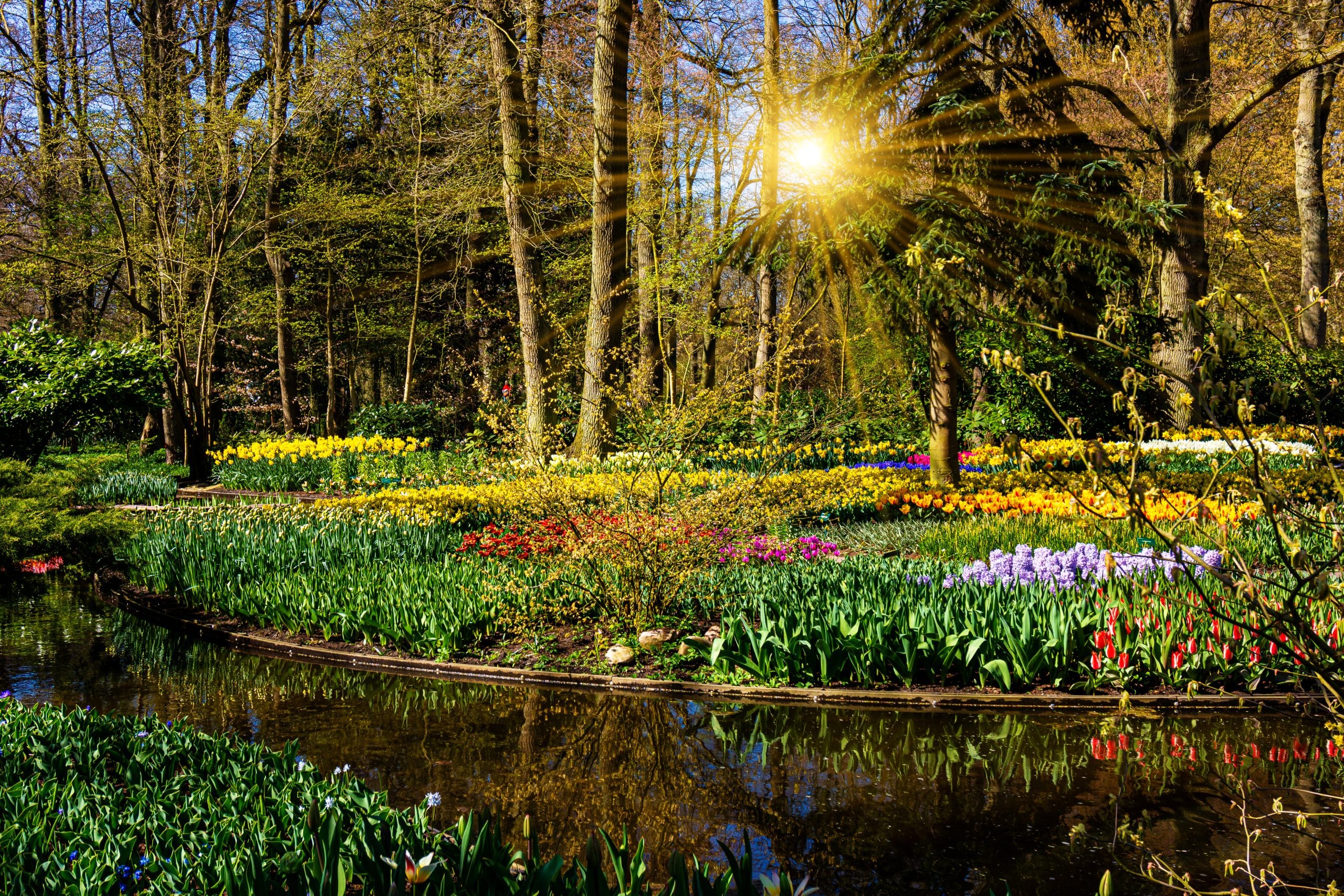 If you will learn Romanian weather vocabulary, you will describe in Romanian this beautiful garden flowers on a Spring background