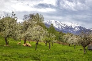 The perfect place to learn Romanian A2 holidays and weather in this landscape of sheep grazing green grass under flowering trees in the mountains with snow-capped hills