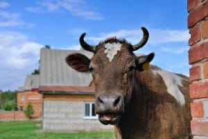 Learn Romanian animal vocabulary A2 about a bull peeking around the corner.