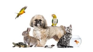 adopt a pet in Romanian with a Large group of different pets posing together on white background